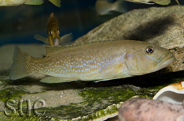Lepidiolamprologus profundicola 'Cameron Bay'